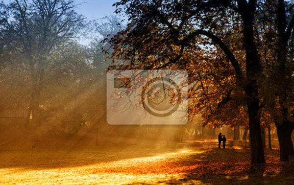 Фотообои - Солнечный свет в лесу