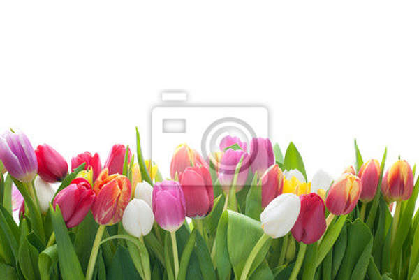 Фотообои с тюльпанами