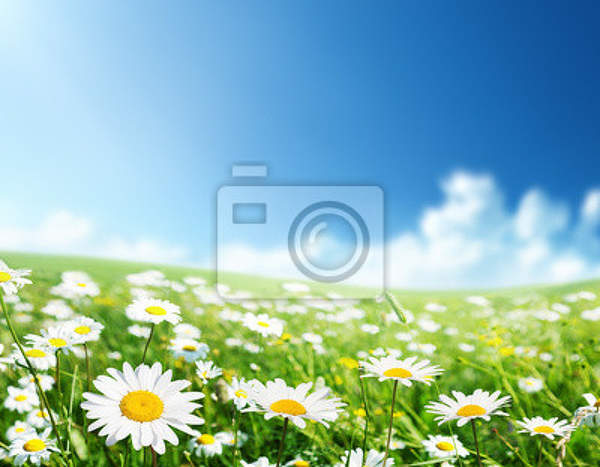 Фотообои с полем цветов - Ромашки