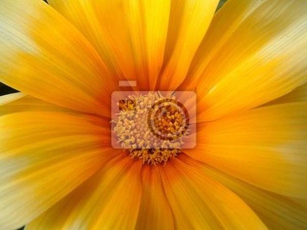 Фотообои с желтым цветком