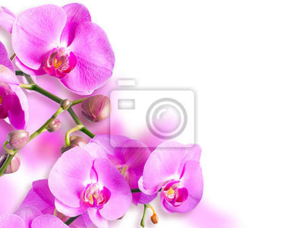Фотообои - Веточка розовых орхидей