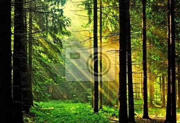 Фотообои с лесом