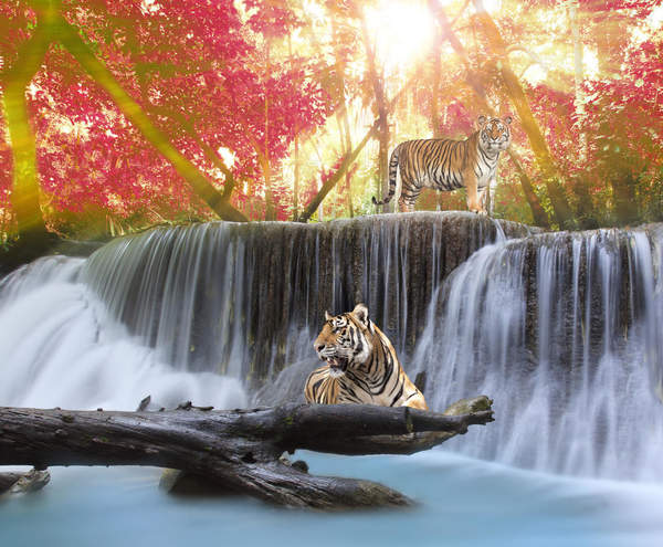 Фотообои с тиграми у водопада
