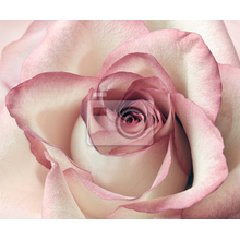 Фотообои - Большая роза