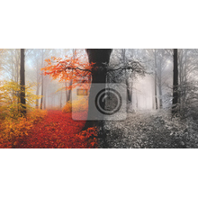 Креативные фотообои с лесом
