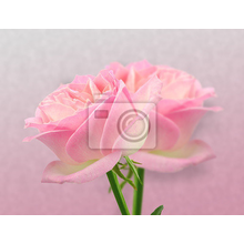 Фотообои - Две розовых розы