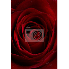 Обои с красной розой