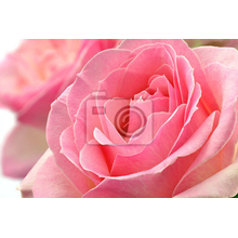 Фотообои - Цветок розы