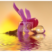 Фотообои с орхидеей на воде
