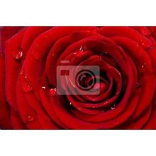 Фотообои - Макро красная роза