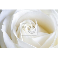 Фотообои - Белоснежная роза