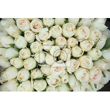 Фотообои для стен - Белые розы