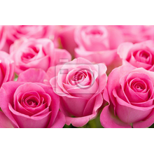 Обои - Розовые розы