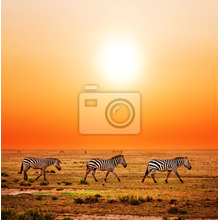 Фотообои - Зебры в саванне