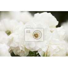 Фотообои - Чайные розы