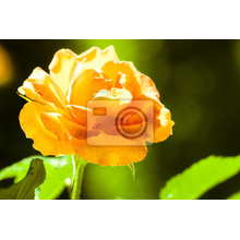 Фотообои с желтой крупной розой