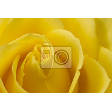 Обои с крупной желтой розой