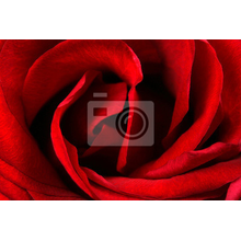 Фотообои для стен - Красная роза