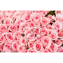 Фотообои - Нежные розовые розы