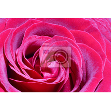 Обои с розой в стиле макро