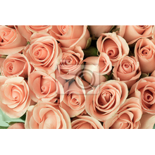 Фотообои для стен - Букет роз