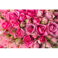 Фотообои - Маленькие розы