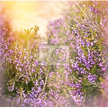 Фотообои - Полевые цветы