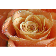 Фотообои - Королева цветов