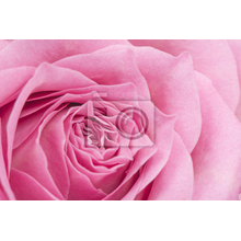 Фотообои - Большая роза