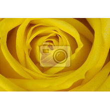 Фотообои - Желтая роза