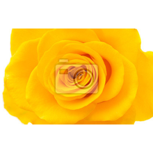Фотообои для стен - Желтая роза
