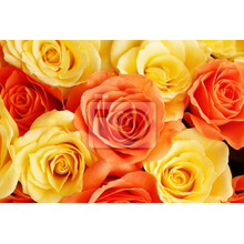 Фото обои - Розы