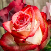 Изображение фотообоев