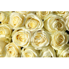 Изображение фотообоев