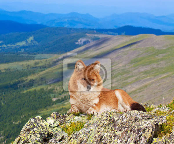 Фотообои - Лиса артикул 10003547