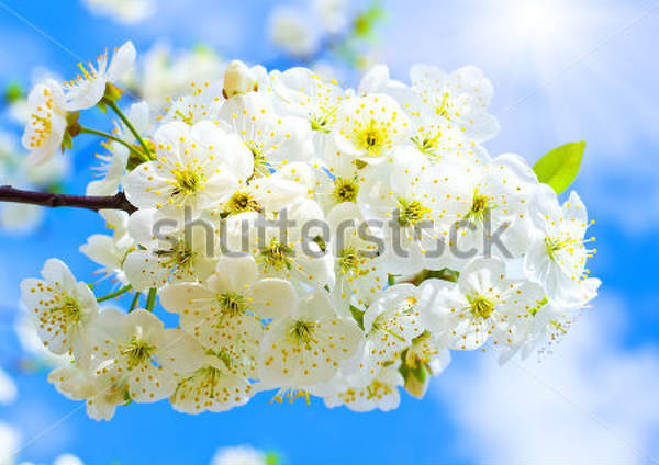  артикул 10009686