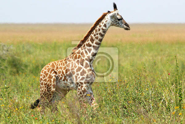  артикул 10015103