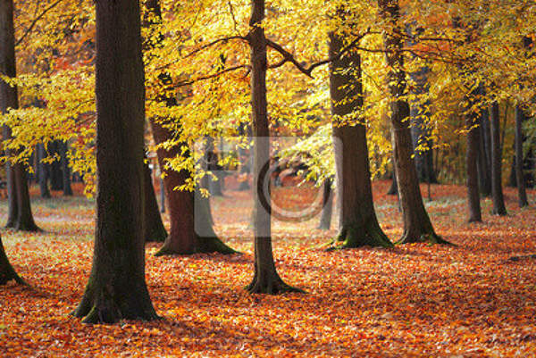  артикул 10016042