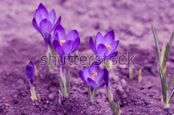  артикул 10016685