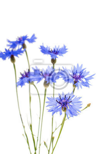  артикул 10018136