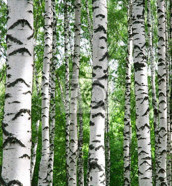  артикул 10018696