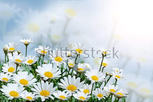  артикул 10024390