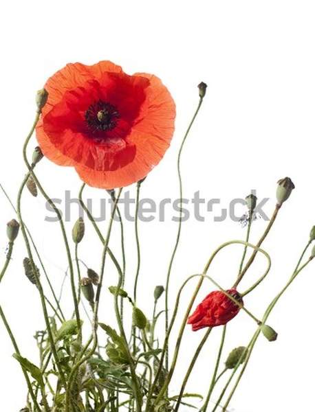 артикул 10035653