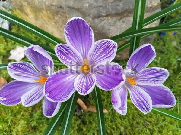  артикул 10041352