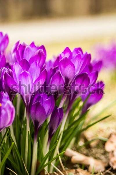  артикул 10041337