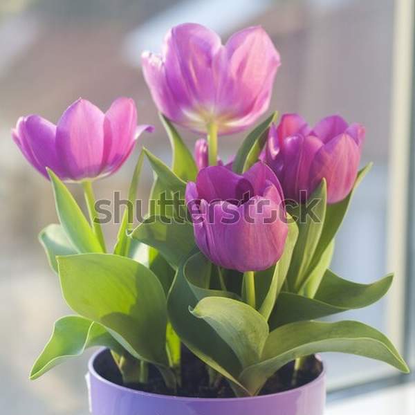  артикул 10041334