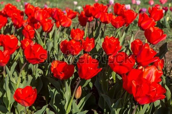 артикул 10057989
