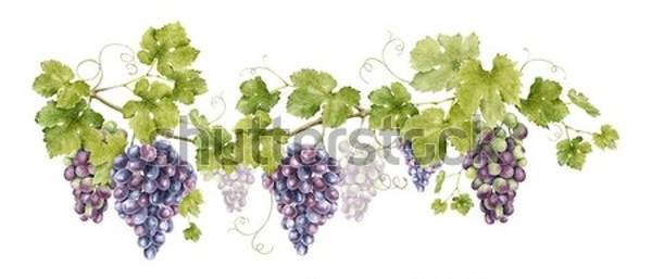 Обои для кухни с виноградом (рисунок) артикул 10060843