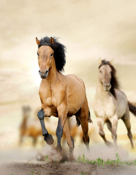 Обои с лошадьми артикул 10003816