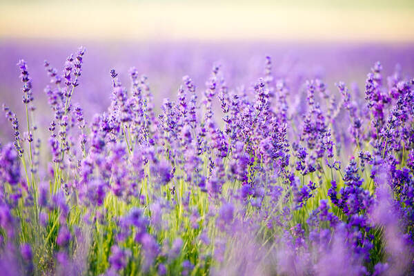 Лаванда (поле) артикул 10034673